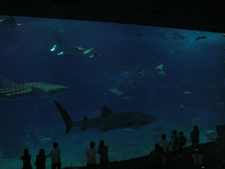 c0005