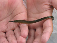 魚