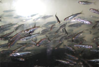 4センチの稚魚