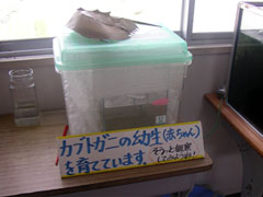 璆