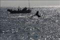 thumbnail/0022.jpg