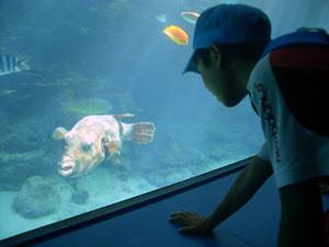 ちゅら海水族館