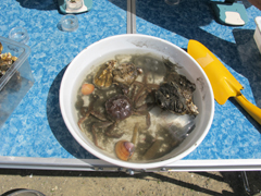 魚介ラーメン