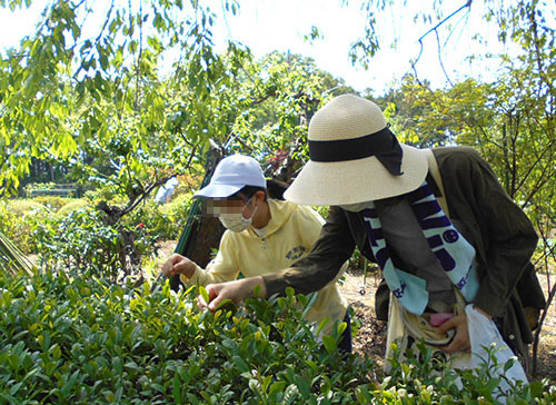 親子で一緒に新茶摘み（5月）