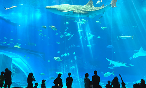 沖縄美ら海水族館では大型水槽の前でジンベイザメと記念写真を撮りました