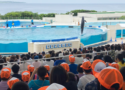 オキちゃん劇場を鑑賞。イルカのジャンプに大歓声！
