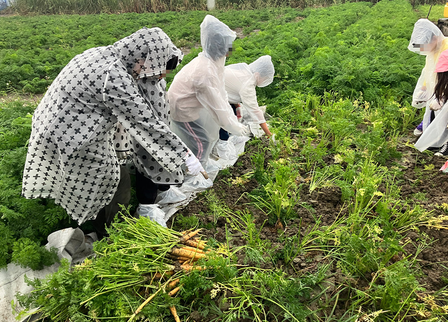 雨の中、頑張って収穫