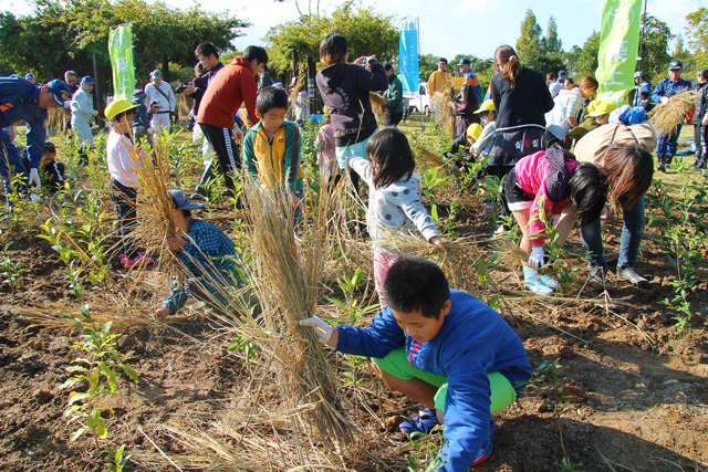 雨で土が流れないように、苗木の周りに藁を敷く少年