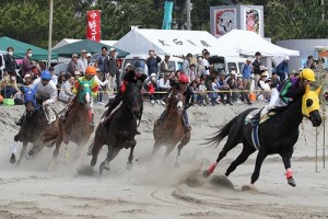 砂煙をあげて走る馬を間近で見ることができます