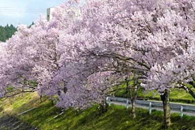 来年も桜を見るために、まっすぐ突き進んでいきたいです