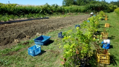  あらかじめ参加者・植樹地を５つのグループに分けておくことで、当日の運営がスムーズに行えます