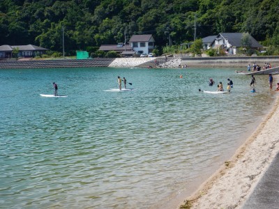 優雅に水面を滑っています