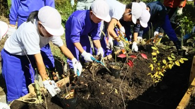  苗木どうしの間隔が「スコップ約2つ分」空くように植えるのがポイントです