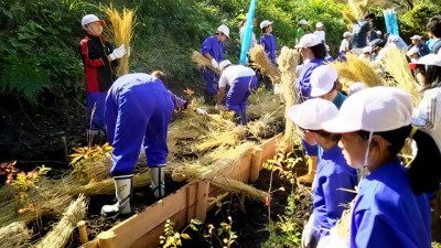  植樹地は、土が流れないよう仕切り板を設置しているため、2段に分かれています。苗木を植えた後のワラ敷きは、「下段から上段へ」流れ作業で行いました