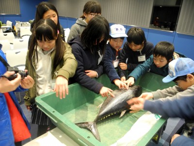 生体のマグロに興味深々で触ります。うまそうだな~