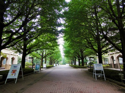 奥にある短期大学のキャンパスへと抜ける並木道。毎朝ここを通るのがお気に入りでした