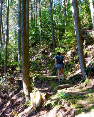 ゴール6キロ手前の熊野古道通り峠、最後の力を振り絞って登る選　 手（熊野市紀和町矢ノ川地区） 