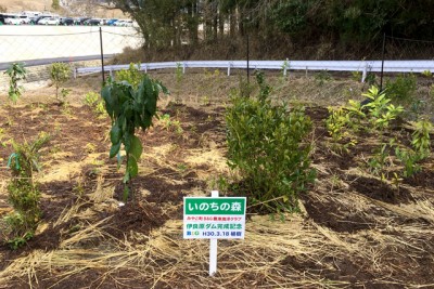 「いのちの森」と名付けた看板を設置し完成です。購入した低木が大きすぎて、今は高木が低木です