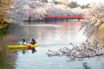 桜が満開の川にカヌーで繰り出す。赤い橋とピンクの桜、黄色いカヌーの美しいコントラスト