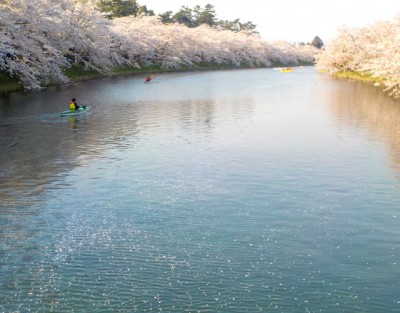 水面に桜の花びらが浮かんでいます