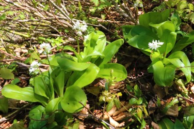 登山道中の植物（種類は不明です。悪しからず）