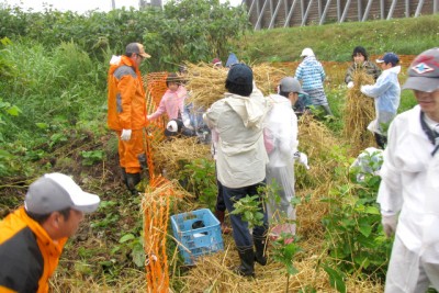 植樹した苗木に雑草が入り込んだり、乾燥するのを防ぐため、敷きわらを土が隠れるまで敷く