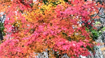 紅葉の写真