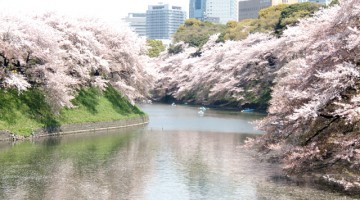 東京の桜の写真