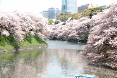 東京の桜の写真