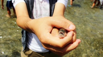 魚のつかみどりのイメージ