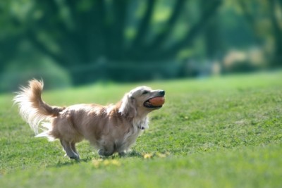 犬は人間にとってなくてはならない存在です