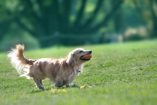 B G職員リレートーク 人間と犬の関係性 職員ブログ B G財団