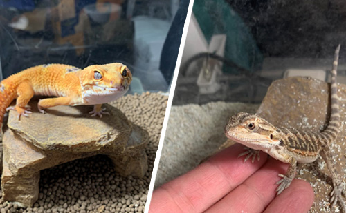 B G職員リレートーク 私の大好きな生き物をご紹介します 職員ブログ B G財団 B G職員リレートーク 私の大好きな生き物をご紹介します 職員ブログ B G財団
