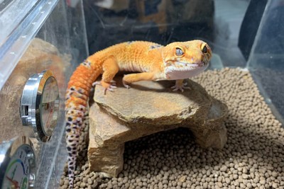 ヒョウモントカゲモドキ（名前はアンズ）
