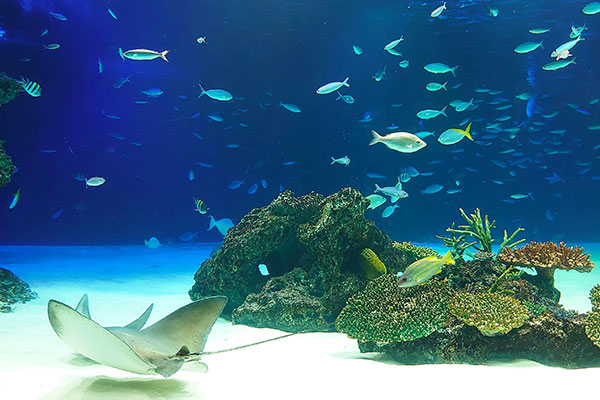 サンシャイン水族館の魚たち