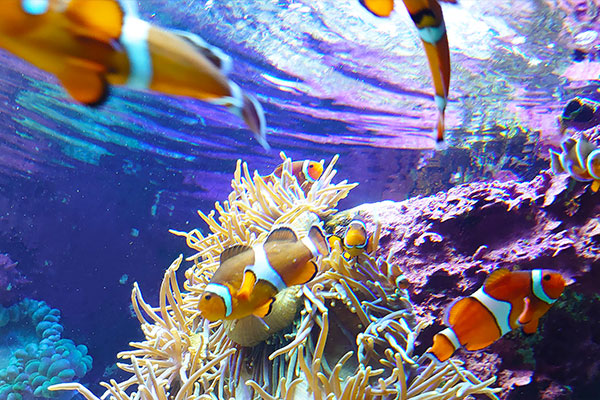 サンシャイン水族館の魚たち