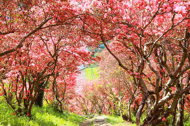 風呂山公園つつじ