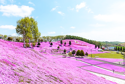 ピンクのじゅうたんのように咲く芝桜