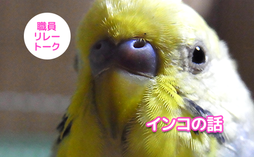 インコの話