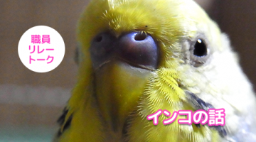 職員リレートーク　インコの話