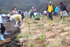 Tree Planting for Marine Environment Preservation