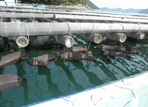 回収した流れ藻を保管袋に入れて、9月中旬ころまで牡蠣筏の下に吊るし、種以外を腐らせます