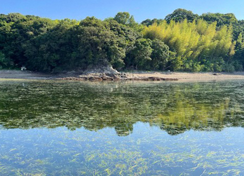 大多府島付近の天然アマモ。海面のアマモが森に見えることから「海の森」と呼ばれる