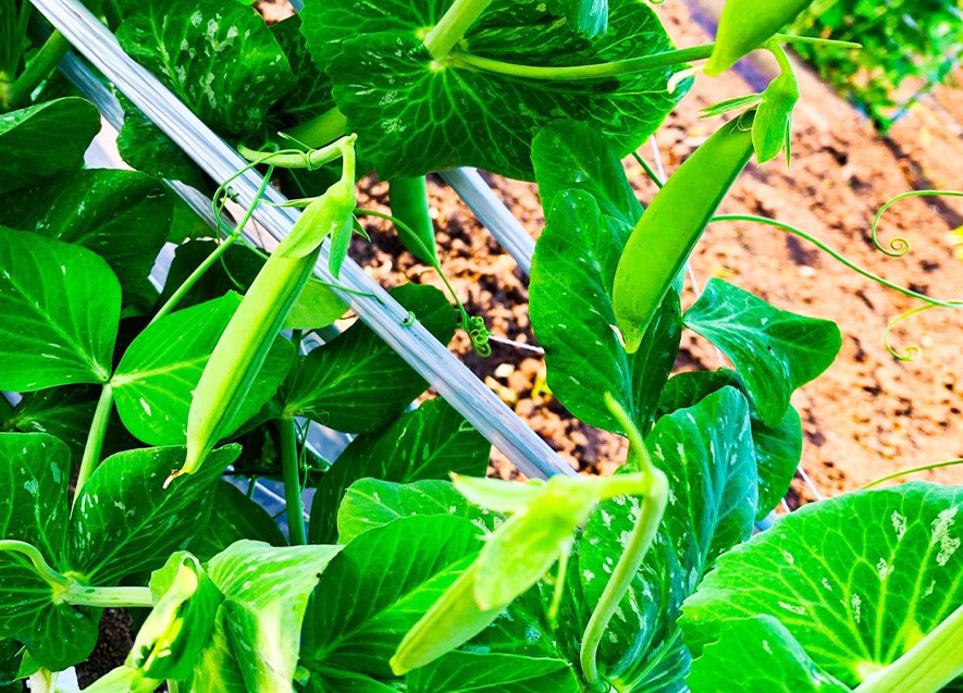 スナップエンドウ