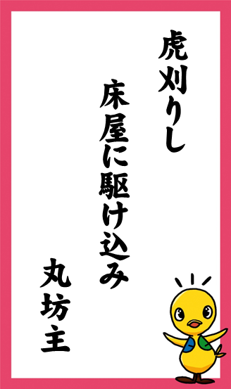 虎刈りし　床屋に駆け込み　丸坊主