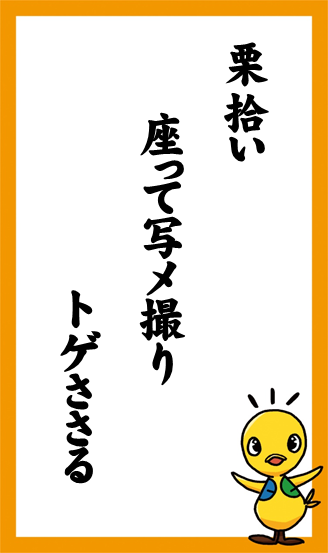 栗拾い　座って写メ撮り　トゲささる